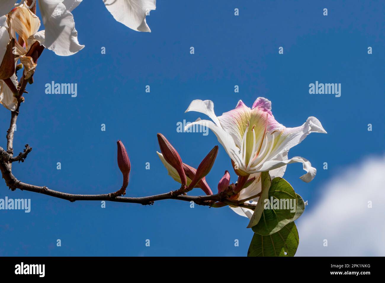Blooming Bauhinia Orchid tree. White flowers close up. Springtime Stock Photo