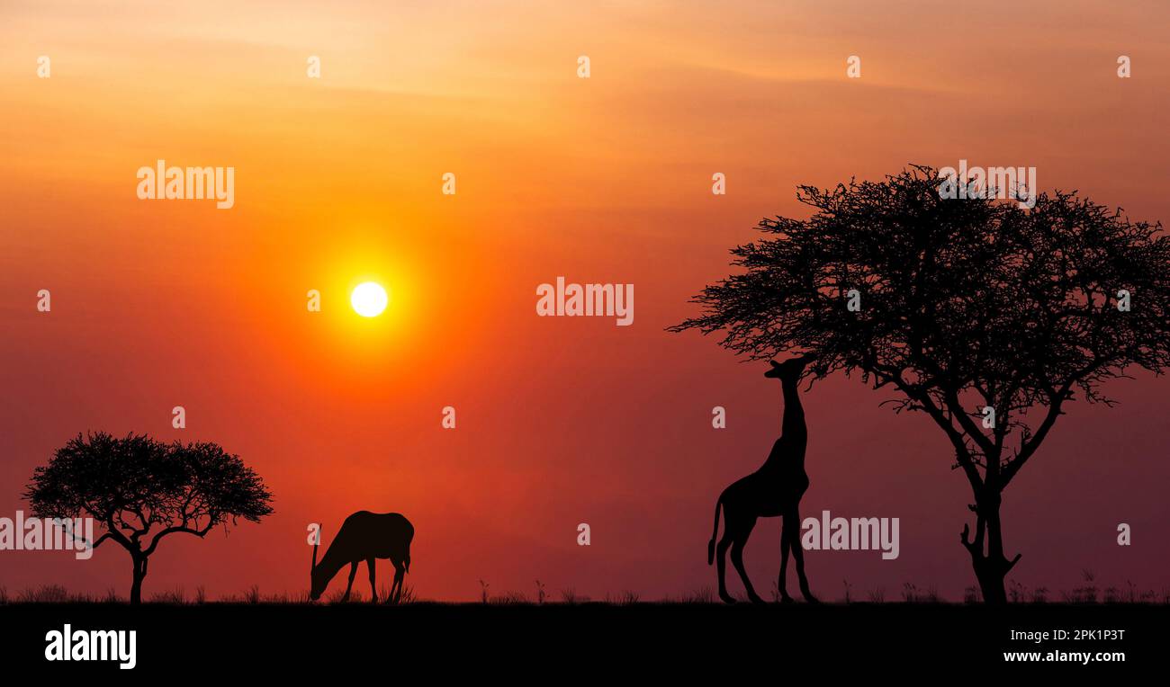 Silhouettes of african wild animals at sunset. Evening in African ...