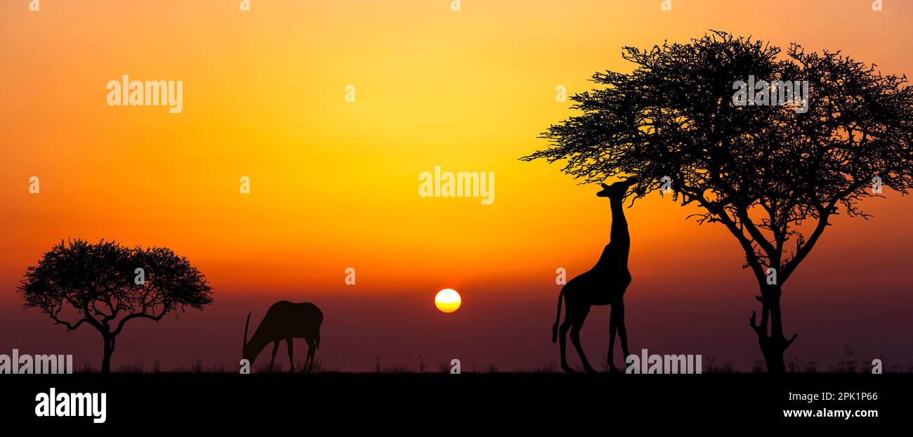 Silhouettes of african wild animals at sunset. Evening in African ...