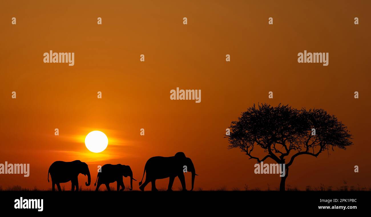 African landscape animal silhouette savanna hi-res stock photography ...