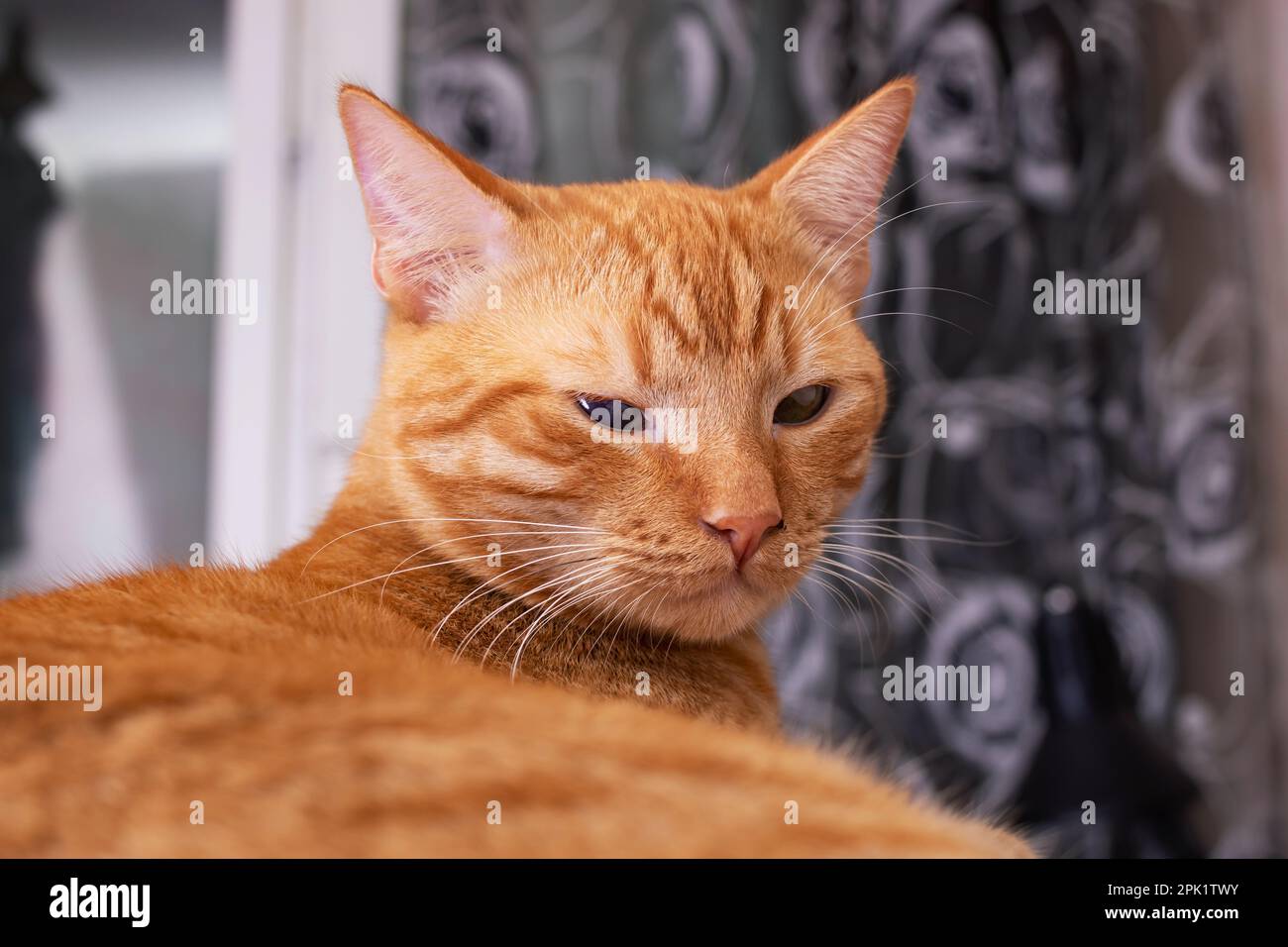 Red young Cat Slumbering at home close up Stock Photo