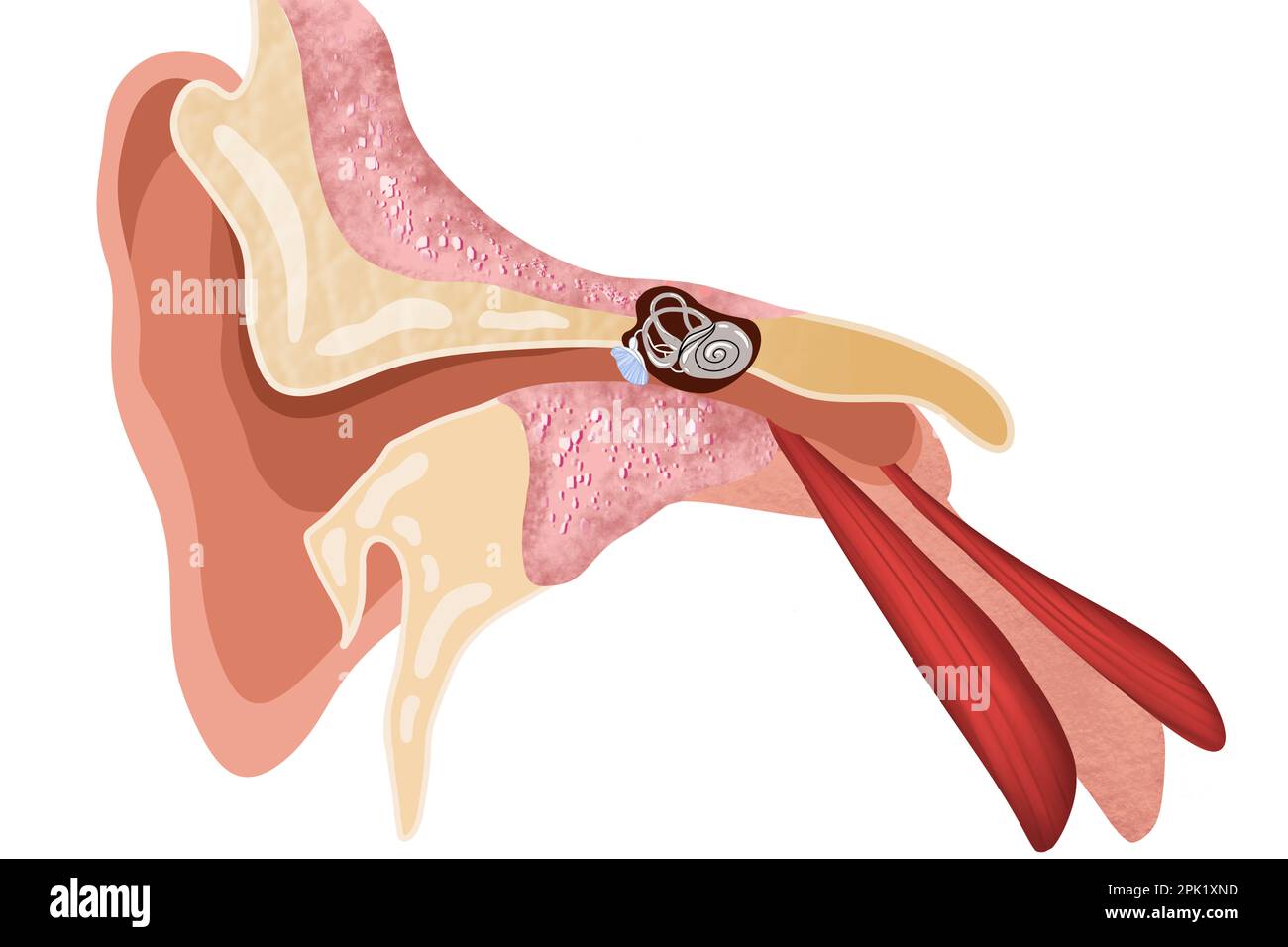 Anatomy of human ear on white background. Illustration Stock Photo Alamy
