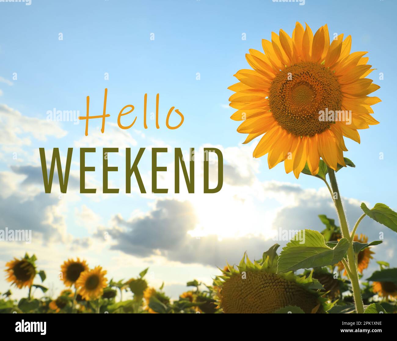 Hello weekend hi-res stock photography and images - Alamy