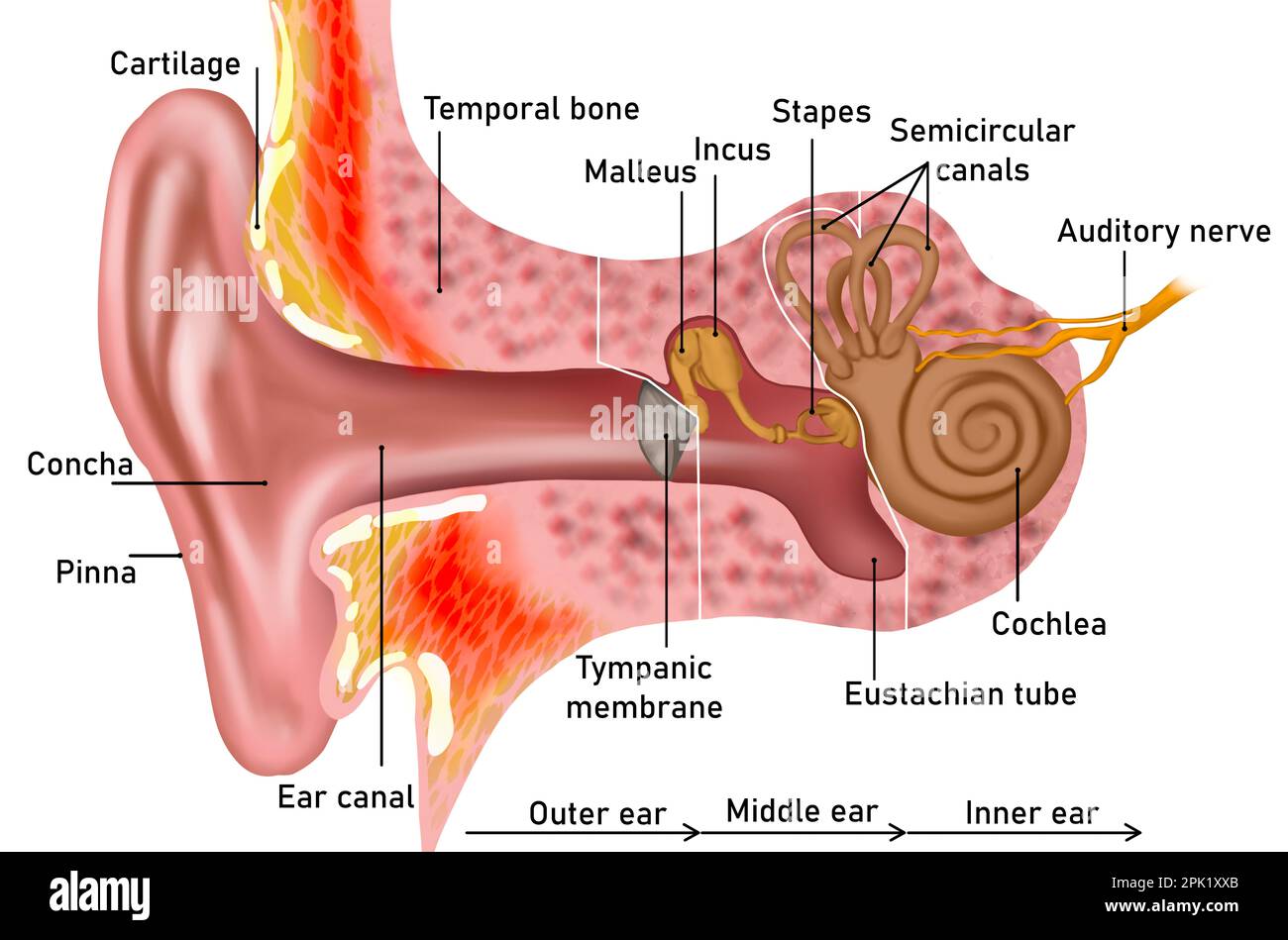 Stapes (ossicle of ear) - AnatomyZone
