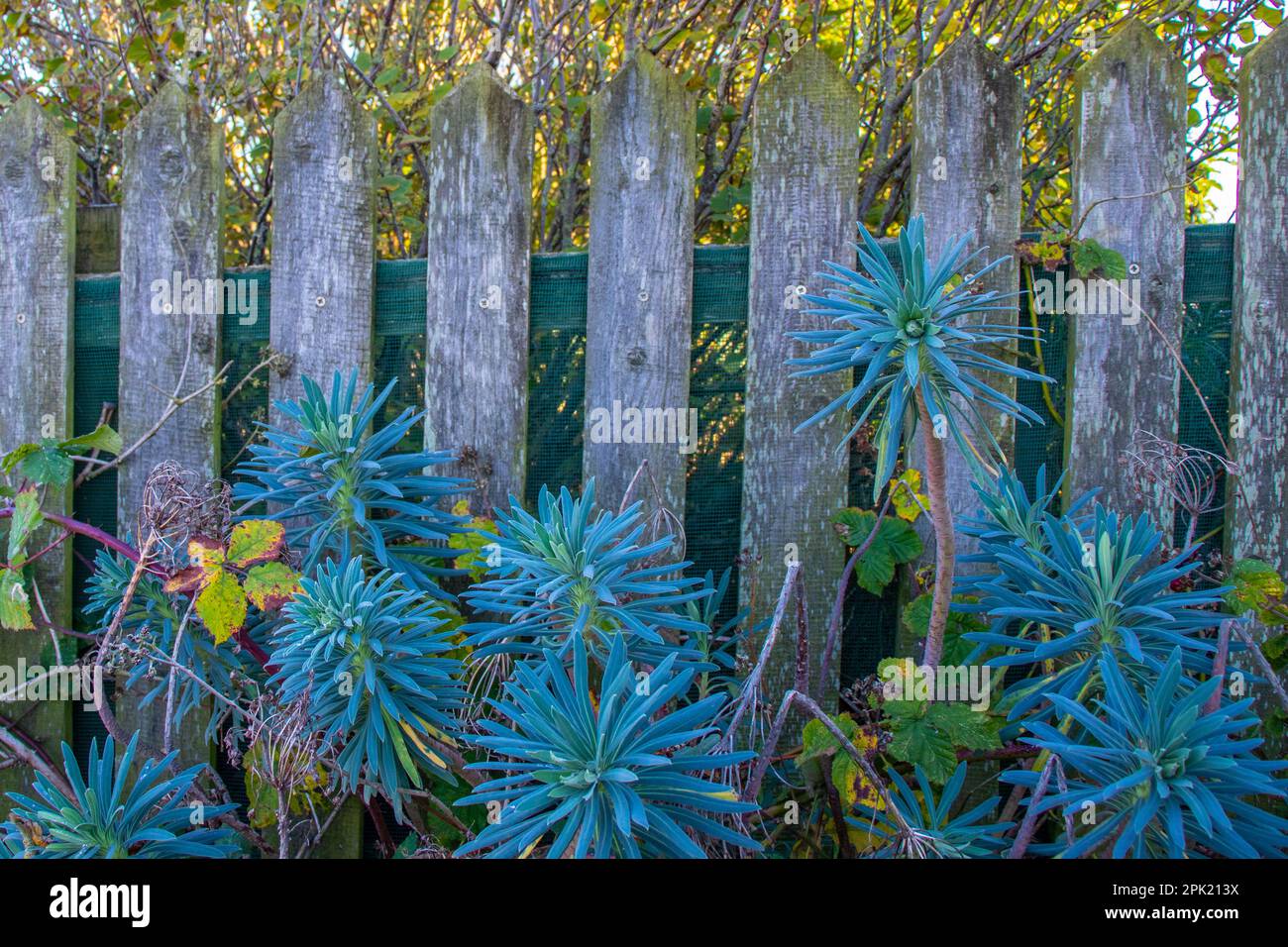 Spiky sea green plants against a rustic wooden mossy fence with bushes in the background showing lush, overgrown foliage intertwined with the man-made Stock Photo