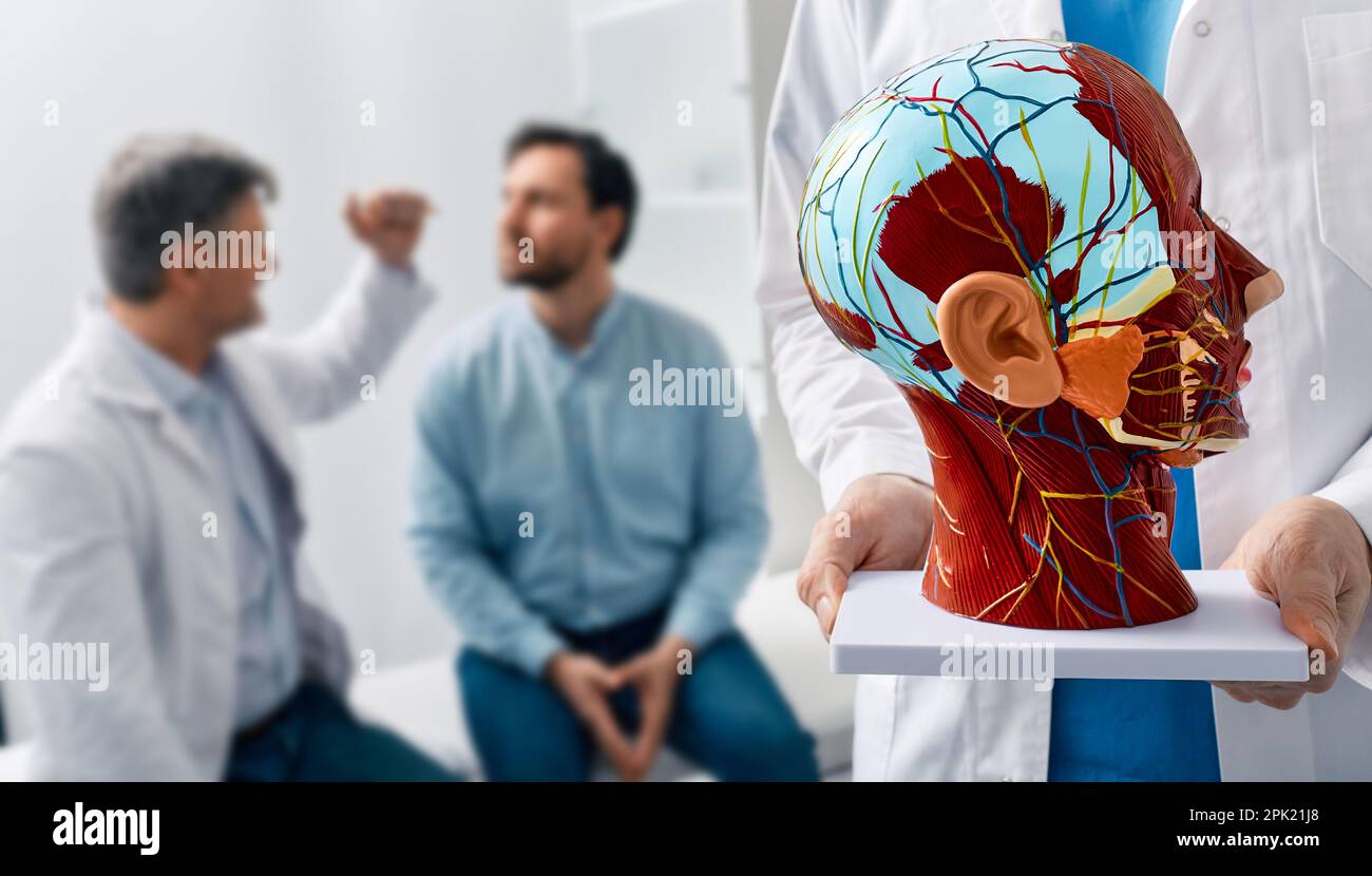 Neurology, conceptual image. Anatomical model of human head with vascular structures and nerves in foreground of neurologist's consultation with patie Stock Photo