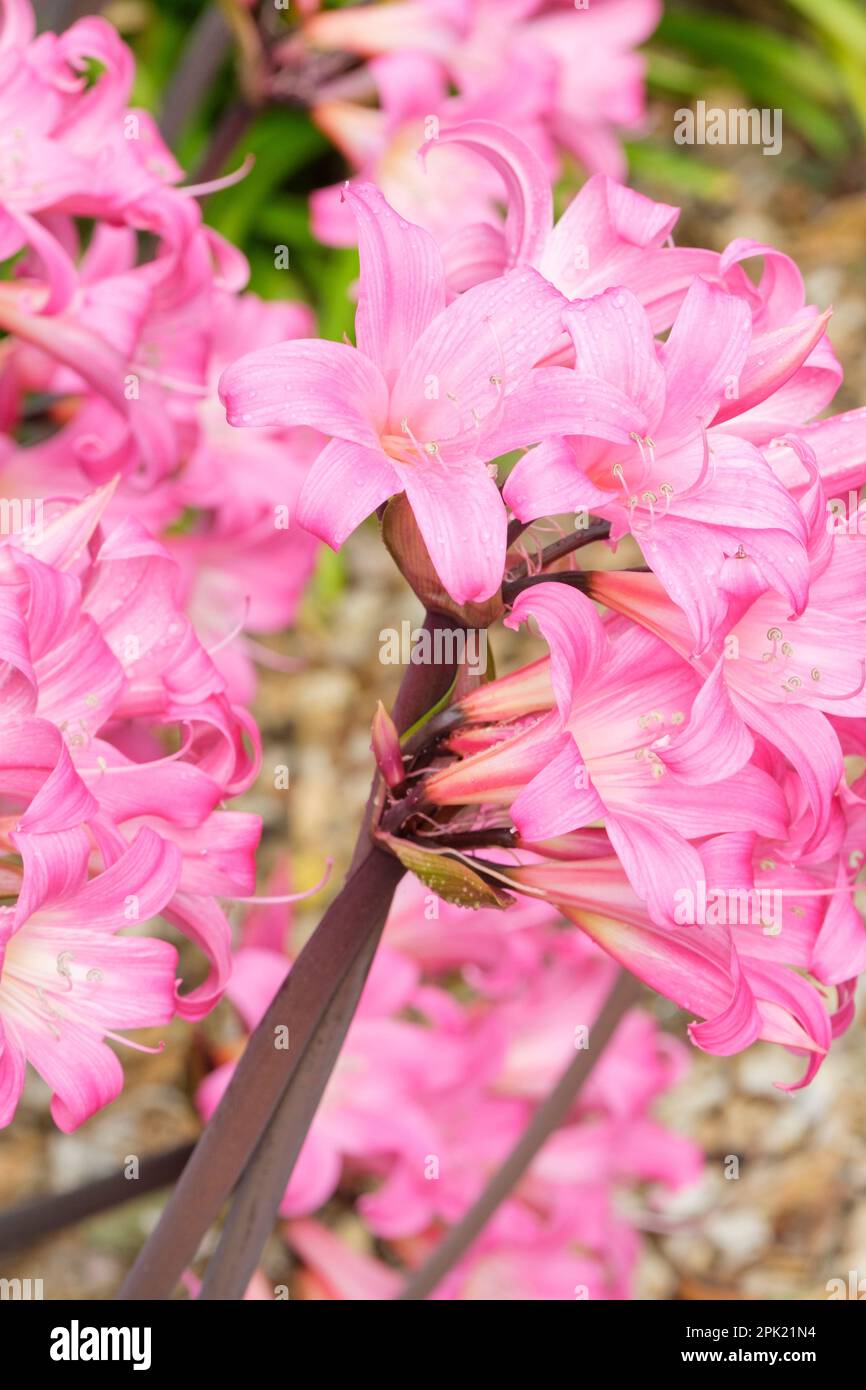 Amaryllis belladonna Johannesburg, Belladonna lily Johannesburg, pink flowers Stock Photo