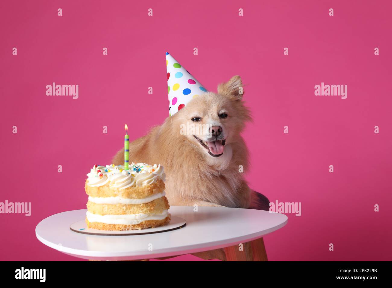 Cute dog wearing party hat at table with delicious birthday cake on ...