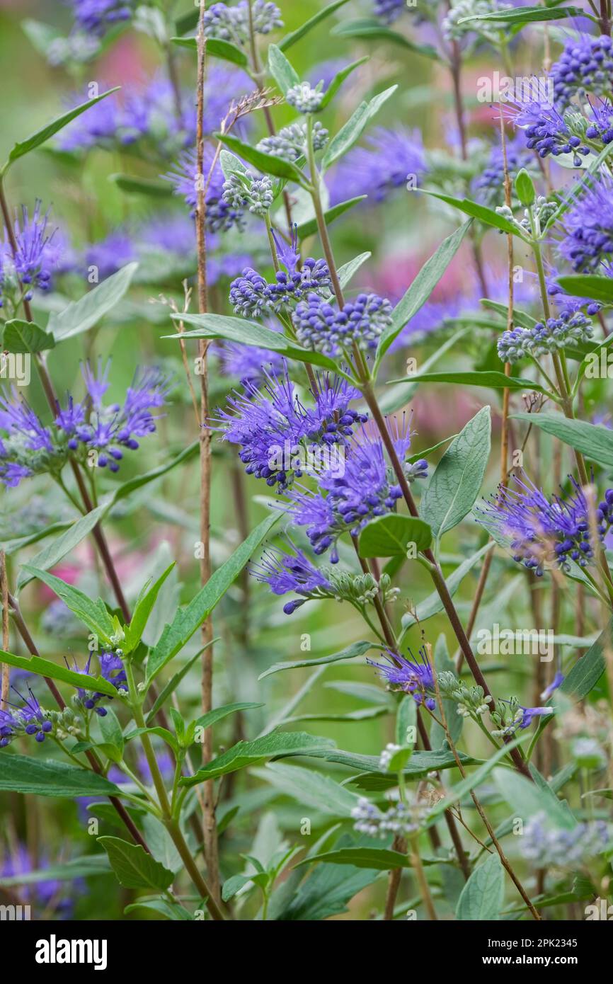 Caryopteris clandonensis Dark Knight, bluebeard Dark Knight, deep blue-purple flowers Stock Photo