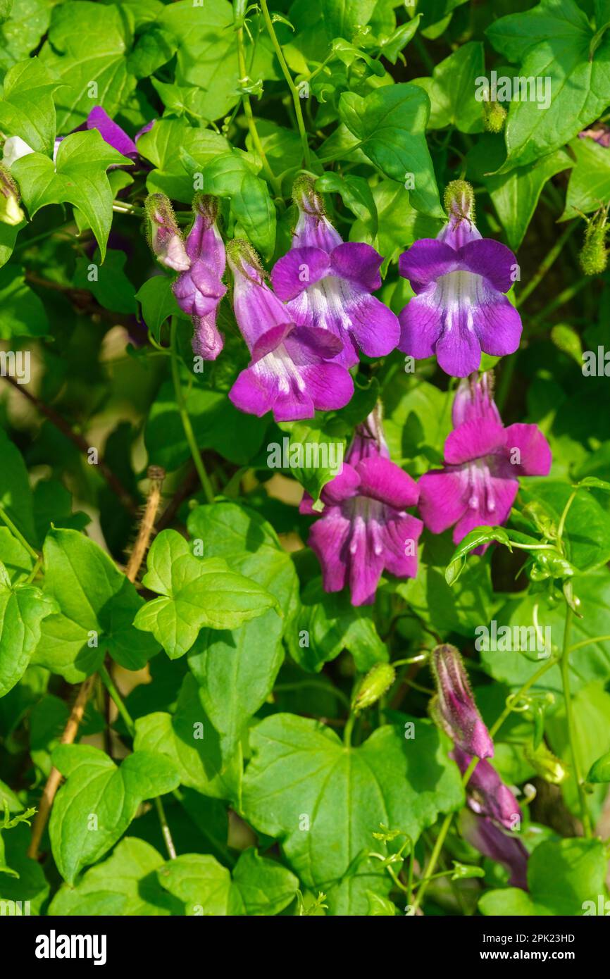 Asarina barclaiana, Mexican viper, tubular flowers, white tubes, dark purple petal lobes, Stock Photo
