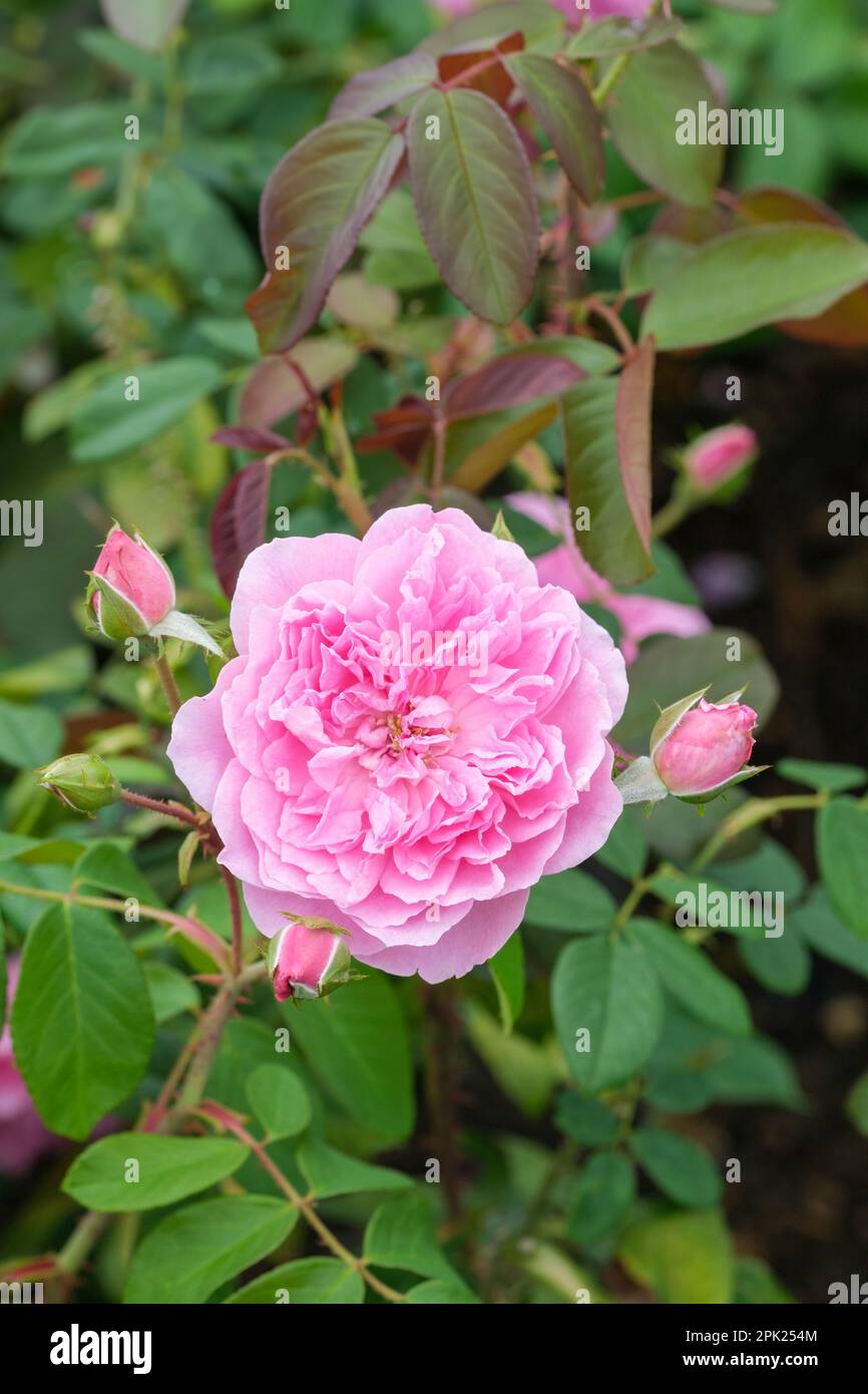 Rosa Harlow Carr, rosa Aushouse, shrub rose, rose Harlow Carr, Rosa