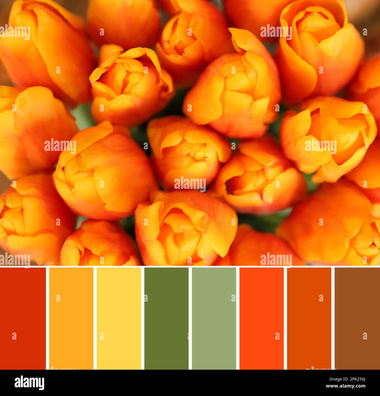 Color palette and beautiful bouquet of tulip flowers, closeup Stock ...