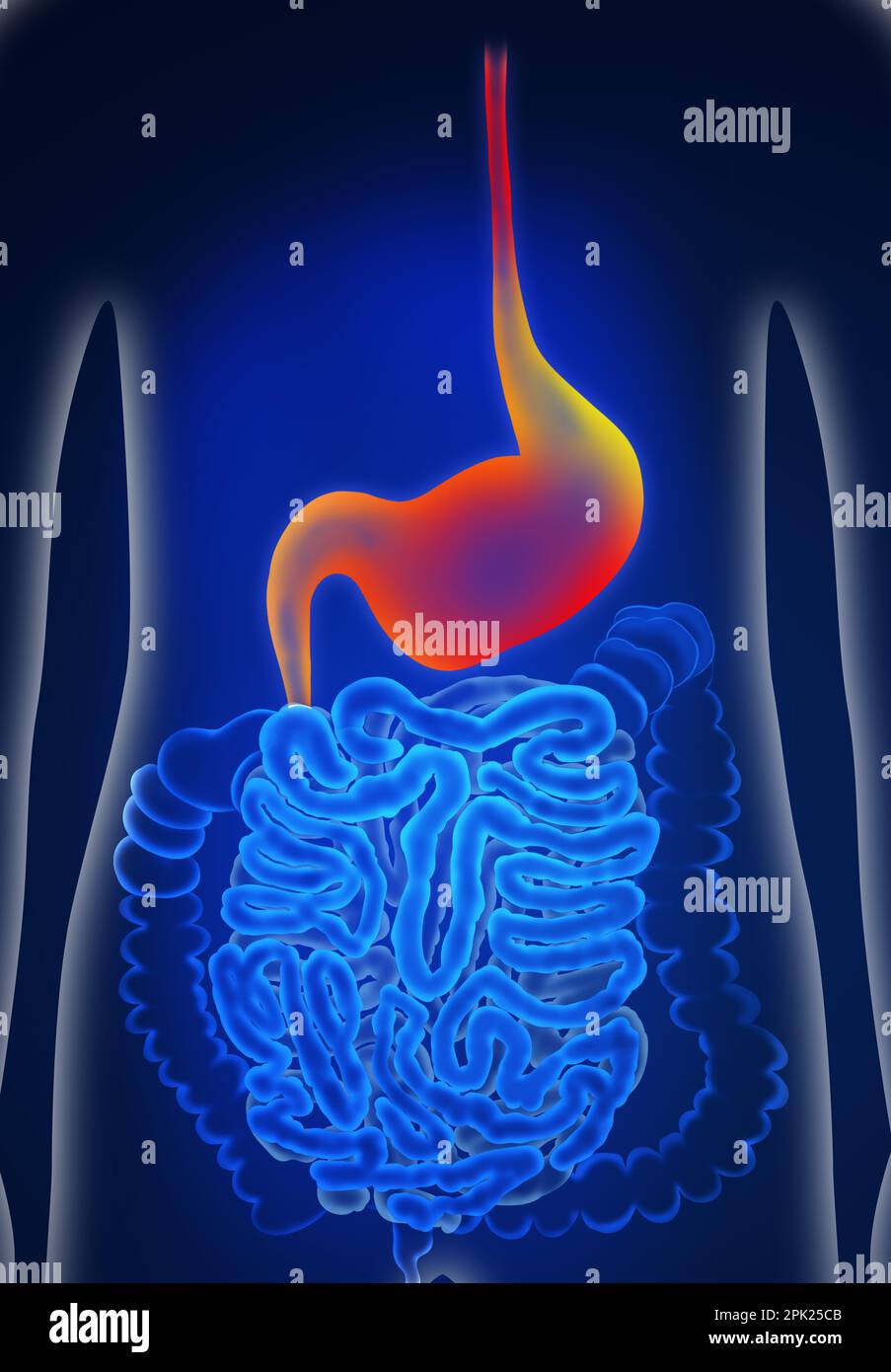 Illustration of man suffering from stomach disease. Gastroenterology
