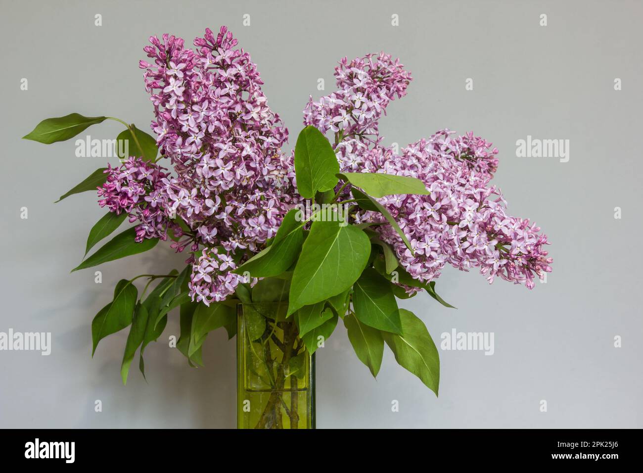 Bouquet of lilacs in a vase purple color Stock Photo - Alamy