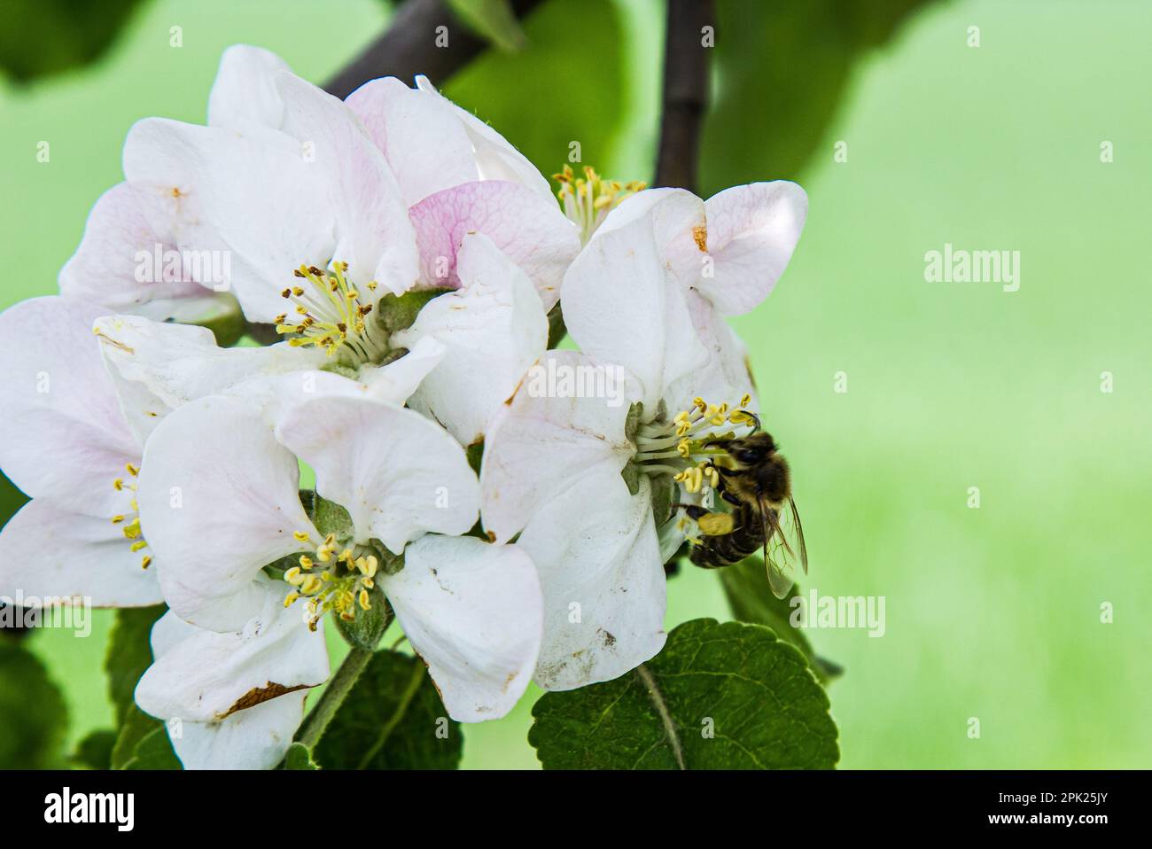 apple tree blooms in the garden. bees collect nectar and pollen Stock ...