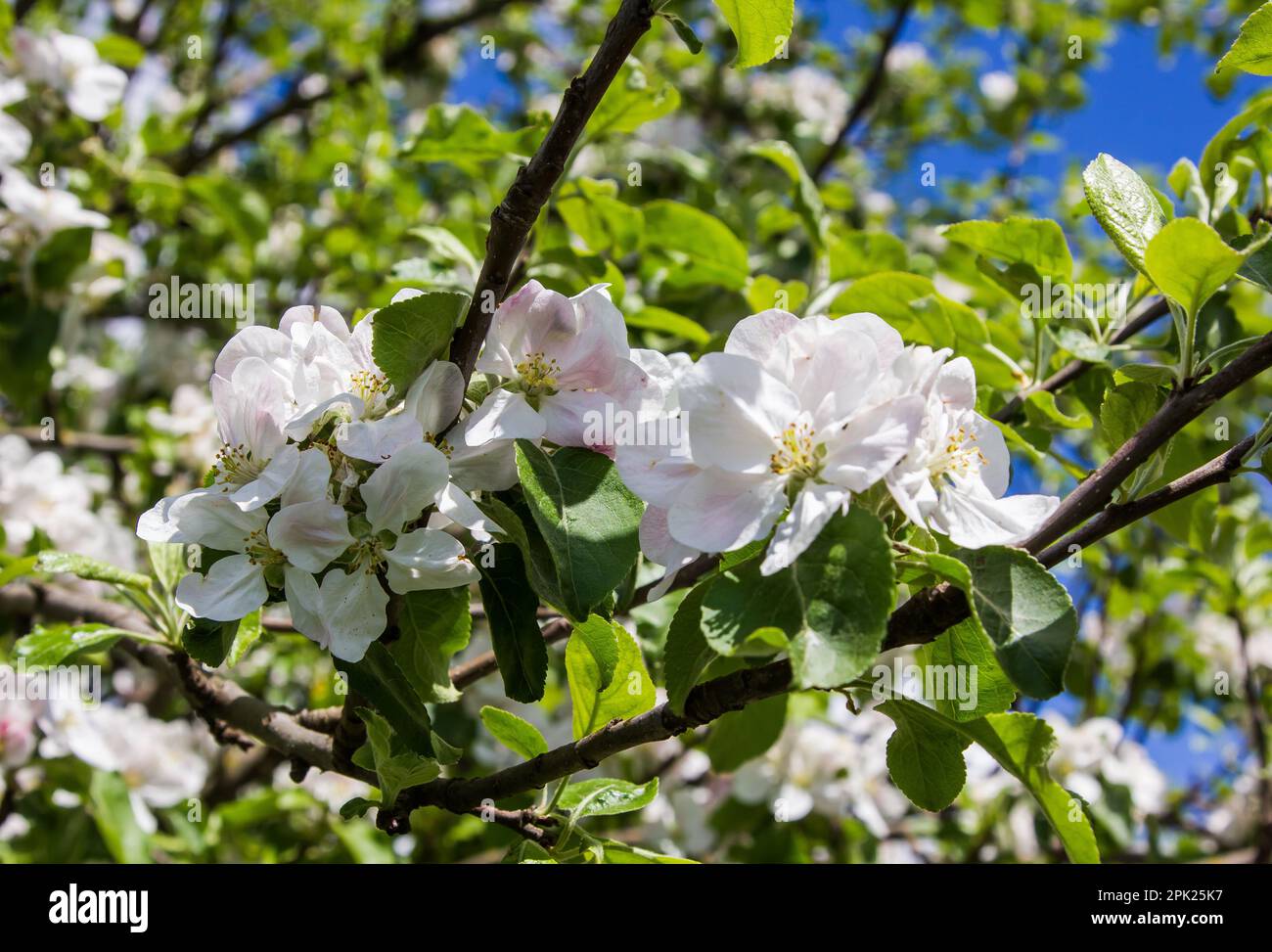 Summer apple tree under blue hi-res stock photography and images - Alamy