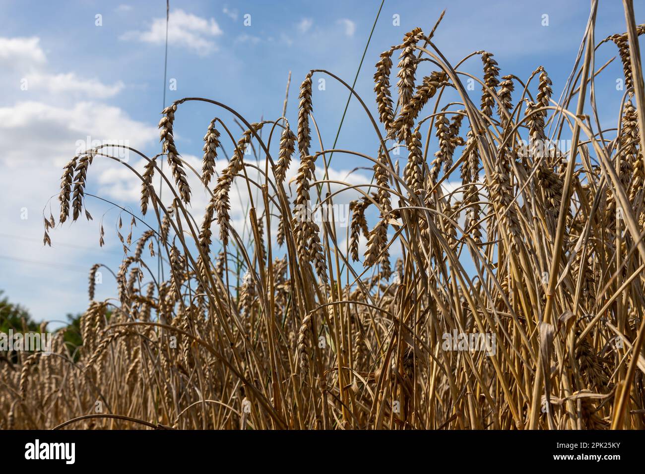 Field of Golden wheat under the blue sky and clouds Stock Photo - Alamy