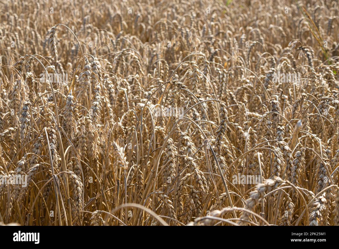 Field of Golden wheat under the blue sky and clouds Stock Photo - Alamy