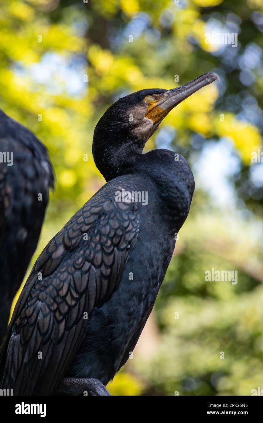 Cormorant tree hi-res stock photography and images - Alamy