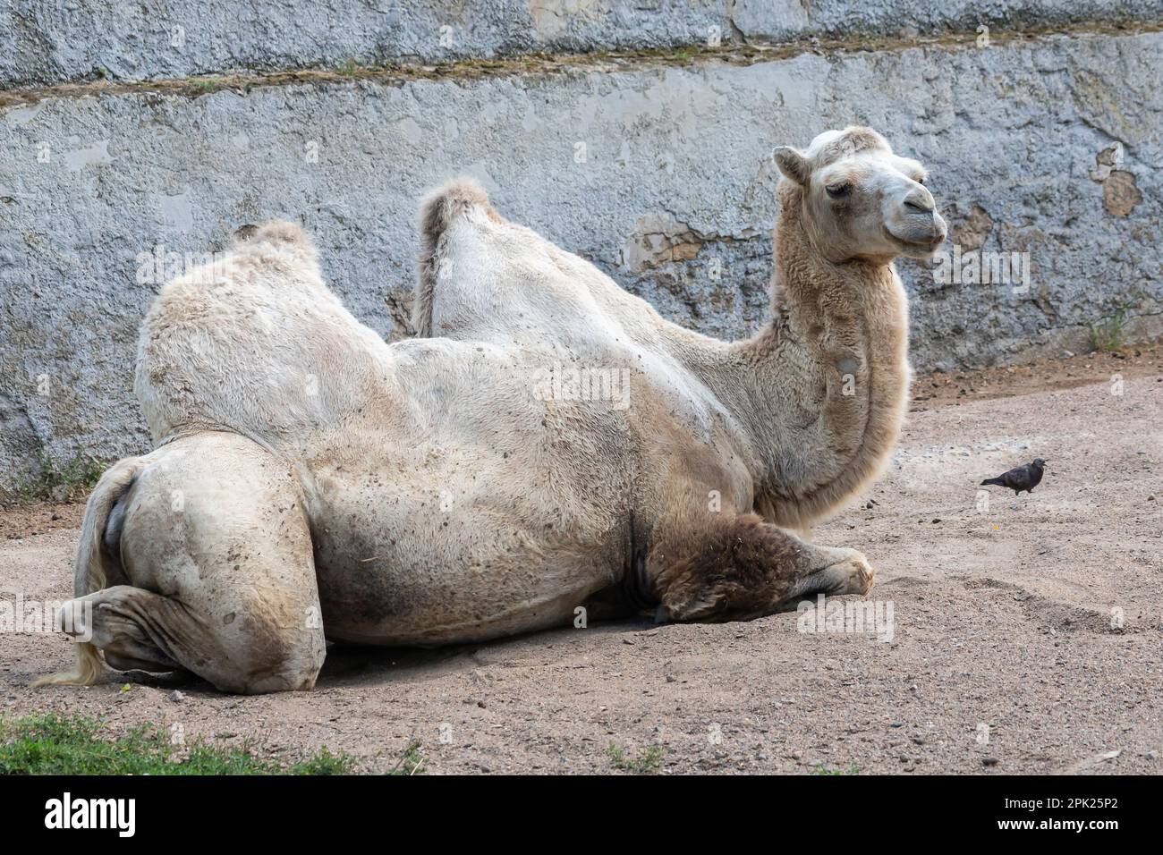 A camel in the Siberian zoo. Camel's head close-up. Long camel hair. Camels are large animals adapted to live in arid regions of the world. Stock Photo