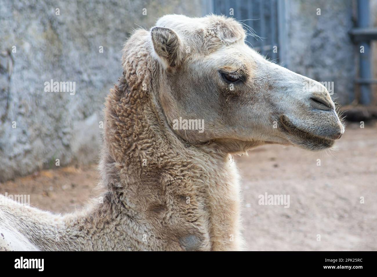 A camel in the Siberian zoo. Camel's head close-up. Long camel hair. Camels are large animals adapted to live in arid regions of the world. Stock Photo