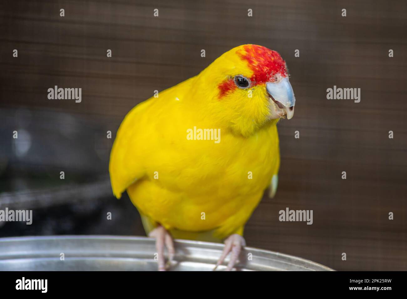 Red-fronted Kakariki parakeet baby, yellow colored, goldcheck, Cyanoramphus novaezelandiae. Stock Photo