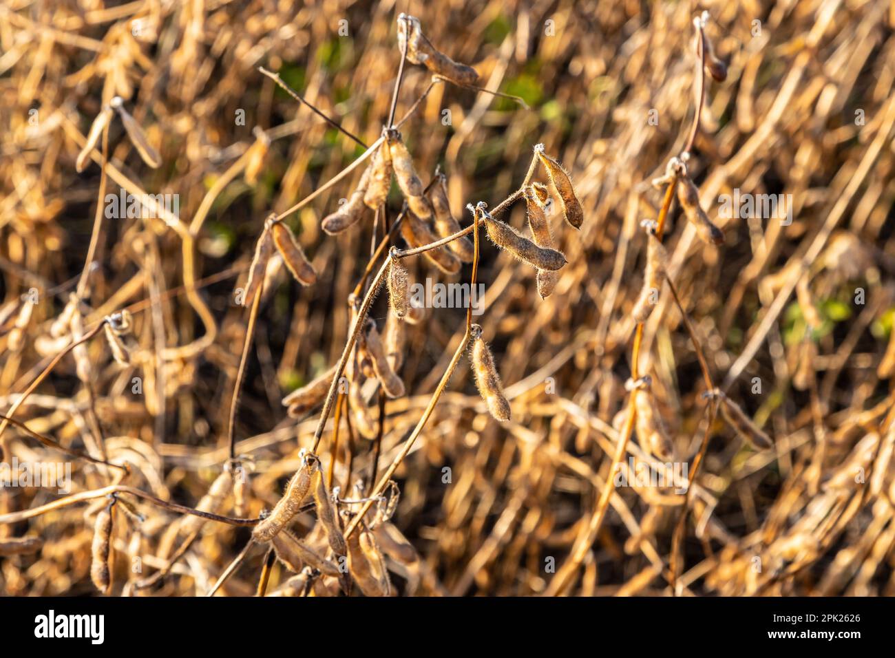 Soybeans pod macro. Harvest of soy beans agriculture legumes plant. Soybean field dry soyas