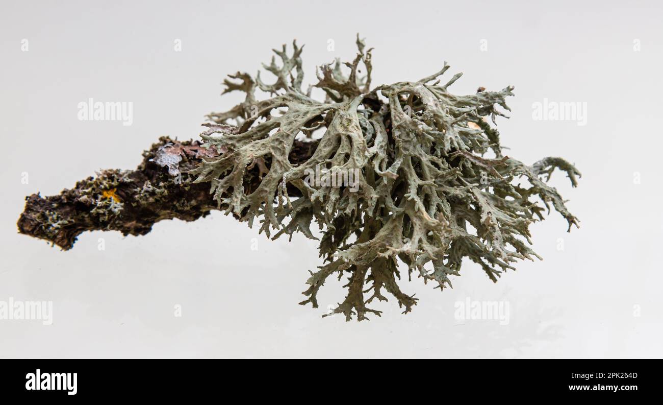 Lichen on a dry twig on a white background. Evernia prunastri, also known as oakmoss, It is used extensively in modern perfumery. Stock Photo