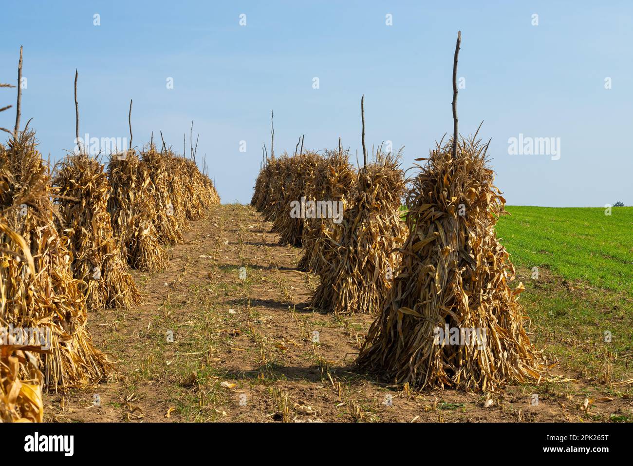 Dry corn stalks golden sheaves in empty grassy field after harvest