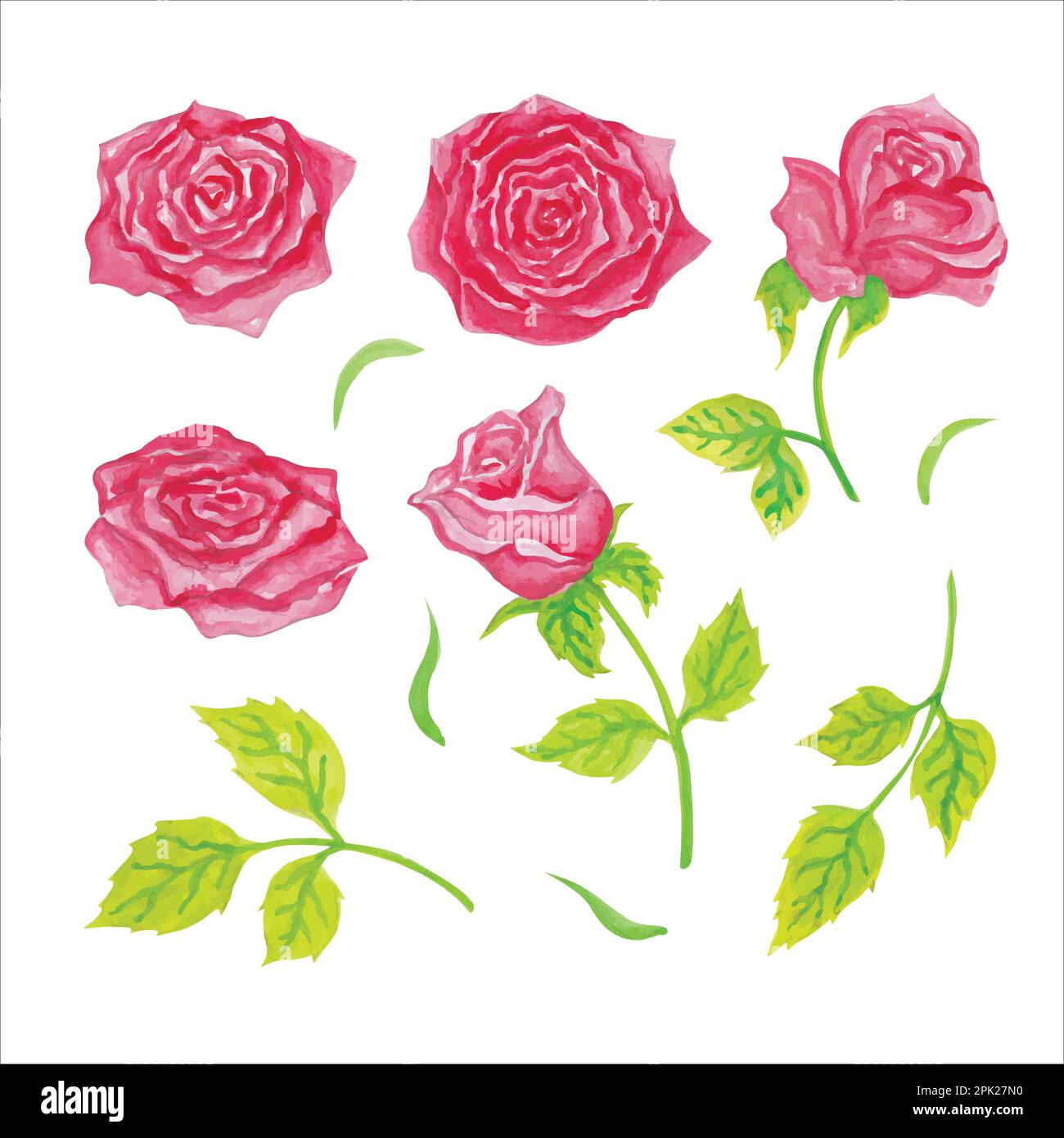 Selection of roses in red tones, hand drawn watercolor vector ...