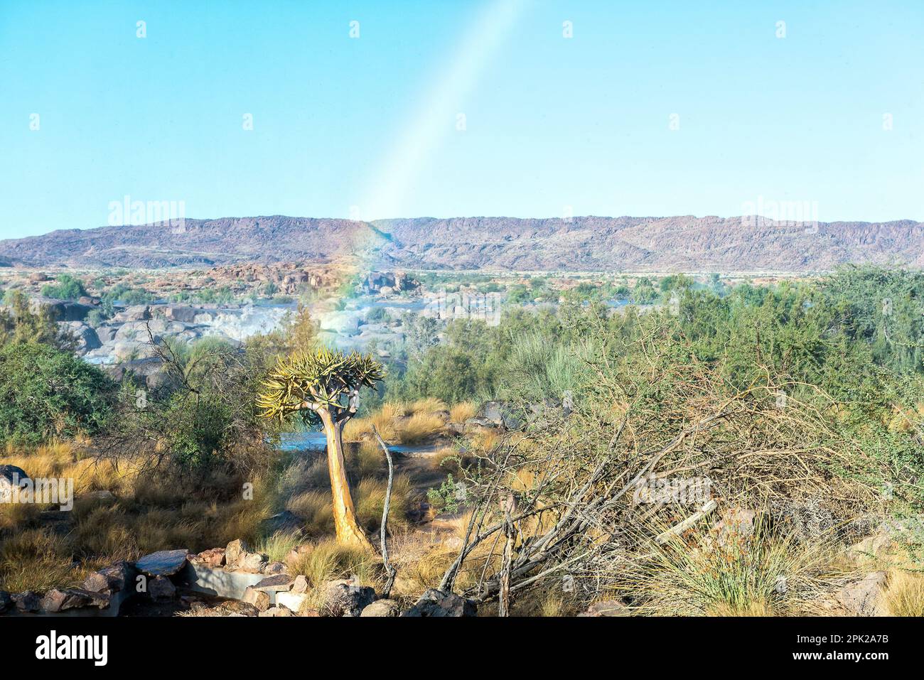 Cutting quiver tree hires stock photography and images Alamy