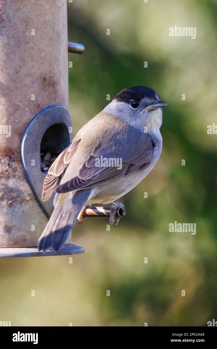 Blackcap (Sylvia atricapilla) on a bird feeder, Sussex, UK Stock Photo