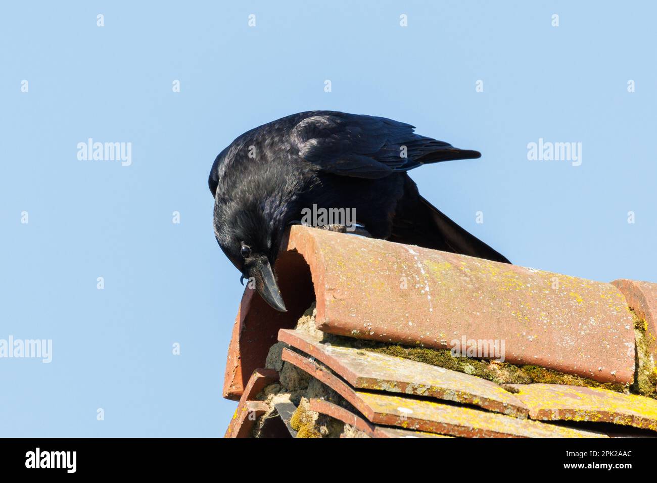 Carrion crow (Corvus corone) Sussex, UK Stock Photo