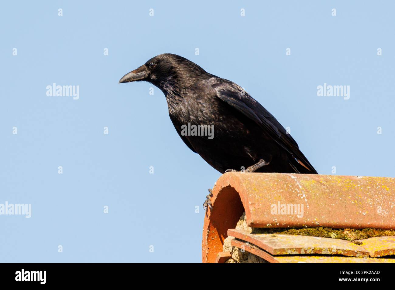 Carrion crow (Corvus corone) Sussex, UK Stock Photo