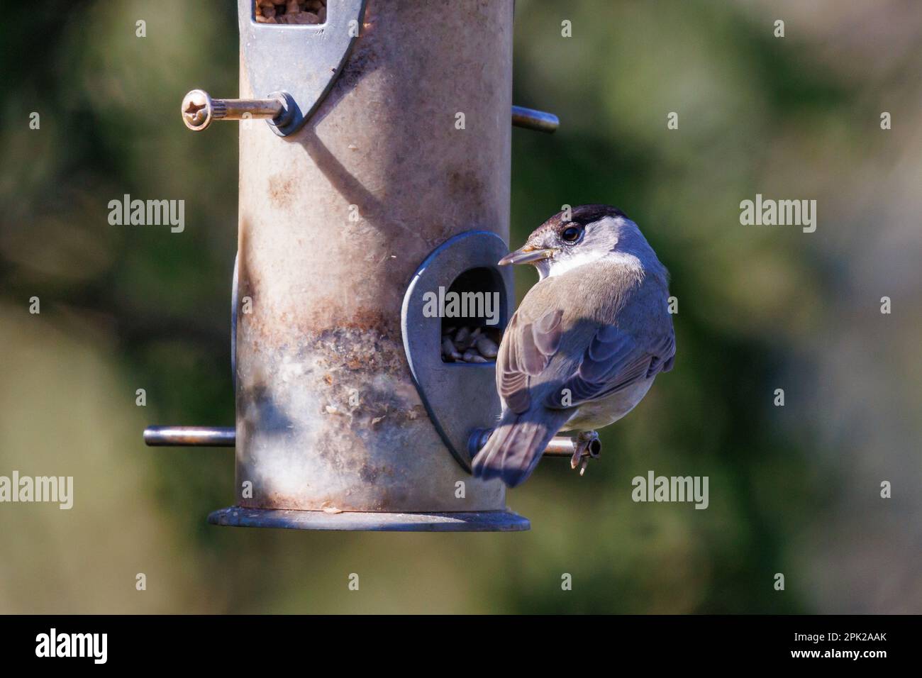 Blackcap (Sylvia atricapilla) on a bird feeder, Sussex, UK Stock Photo