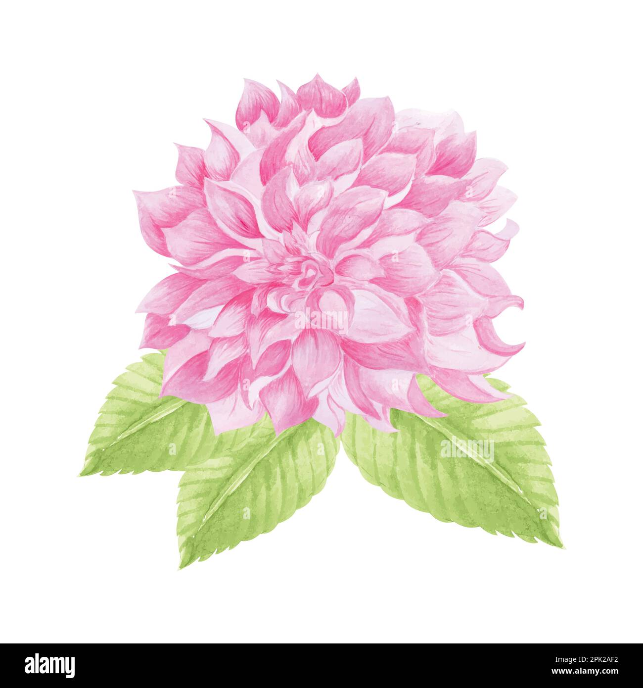 Hand drawn hydrangea flower isolated, hand drawn watercolor vector ...