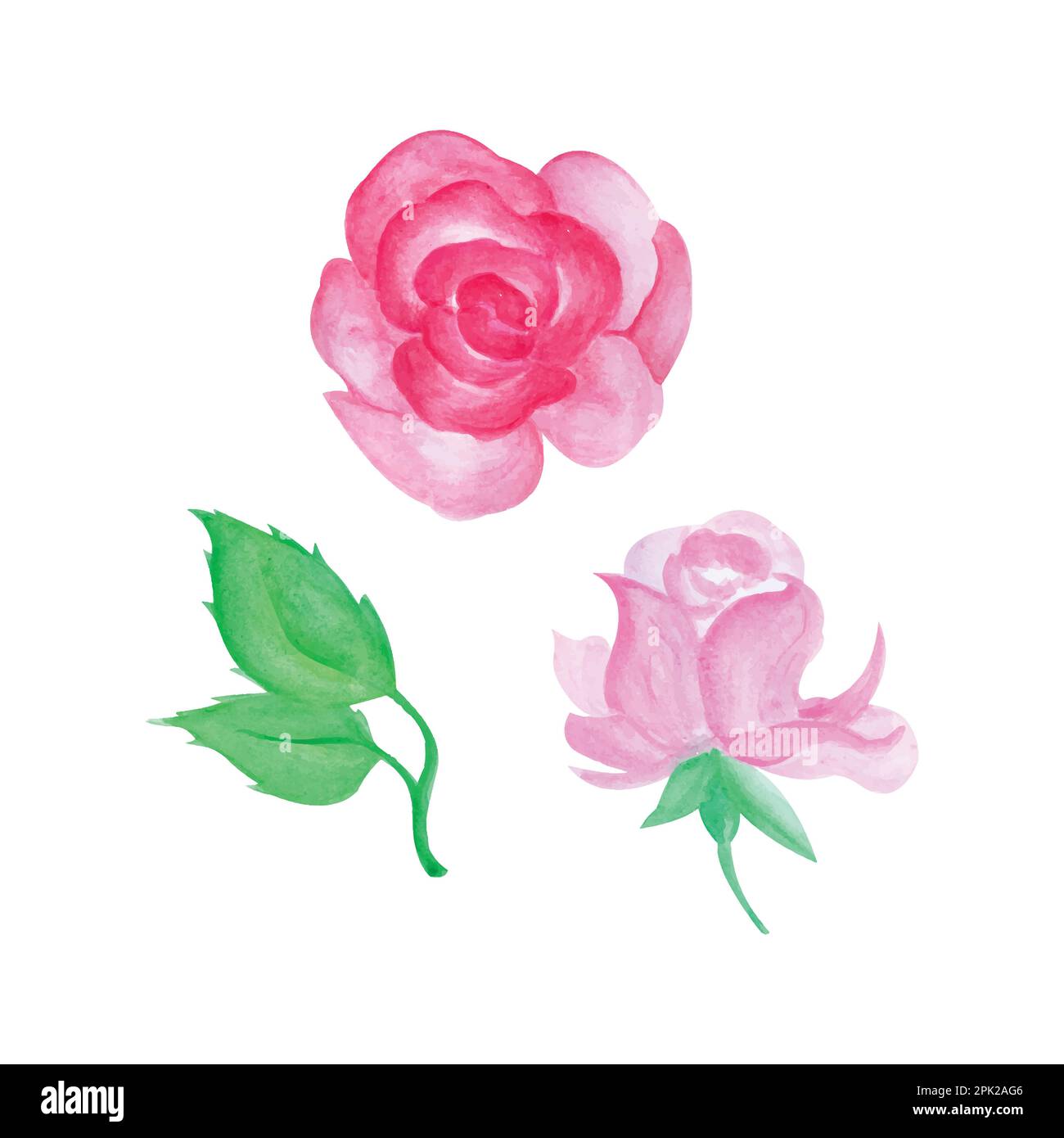 Hand painted rose, hand drawn watercolor vector illustration for greeting card or invitation design Stock Vector