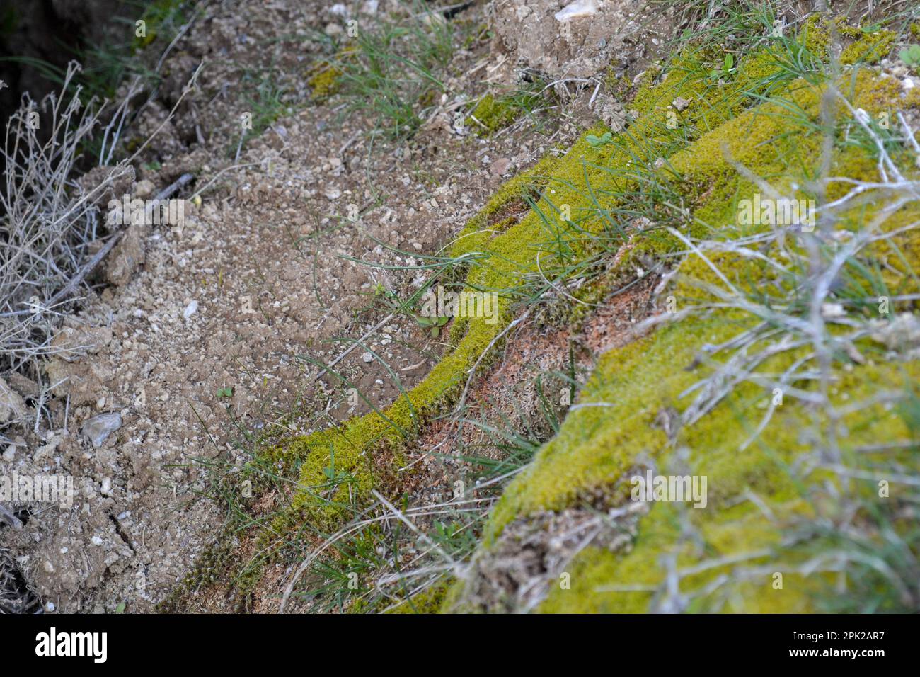 Algae that forms on rocks due to moisture Stock Photo - Alamy