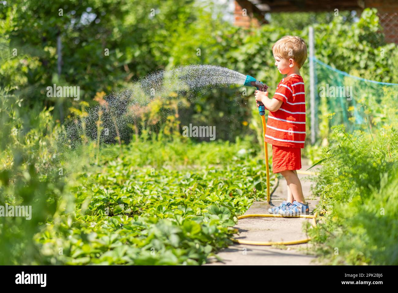 Child watering flowers and plants in garden. Little boy gardening Stock ...