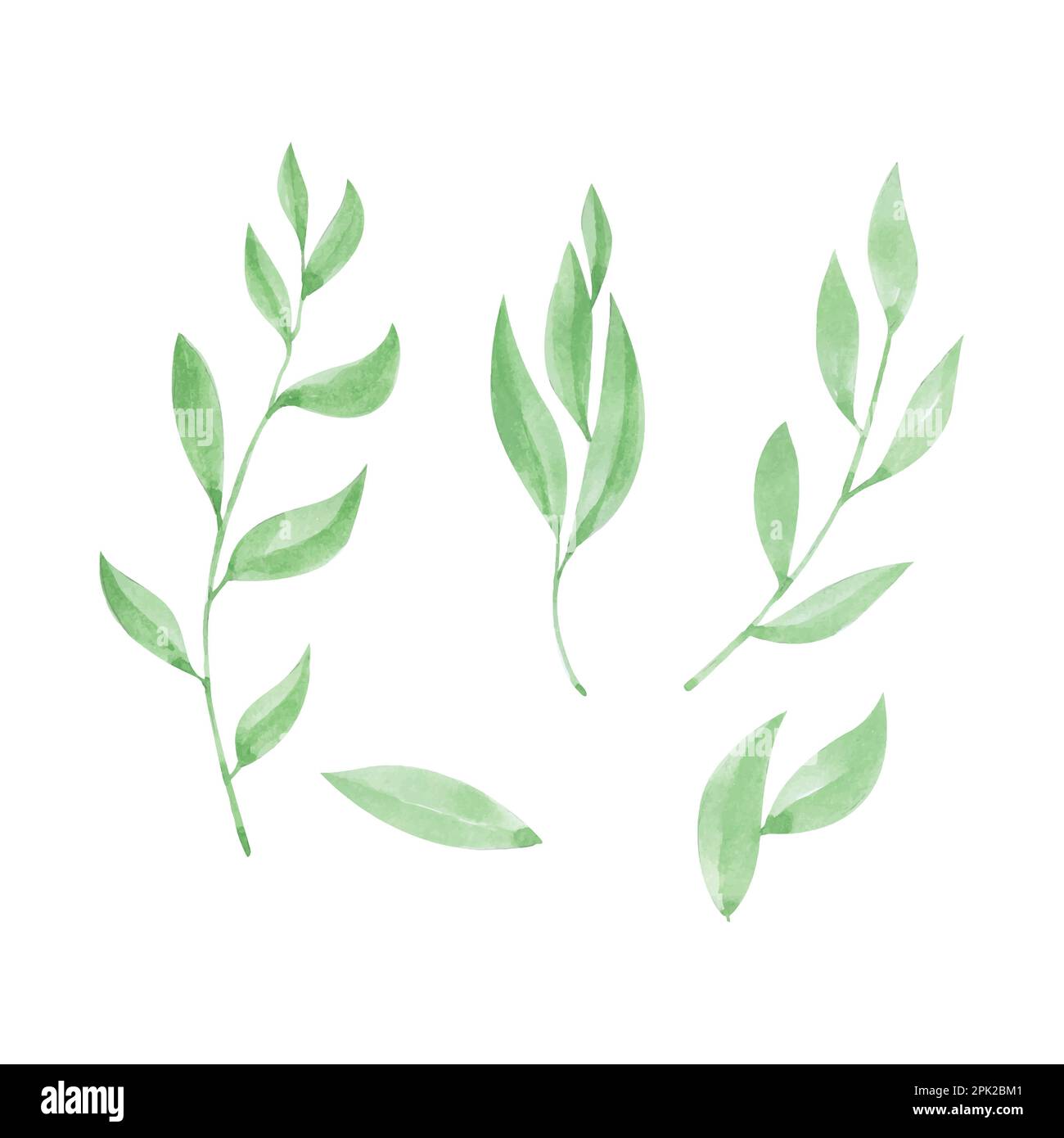 Set of green watercolor leaves decoration, hand drawn watercolor vector illustration for
