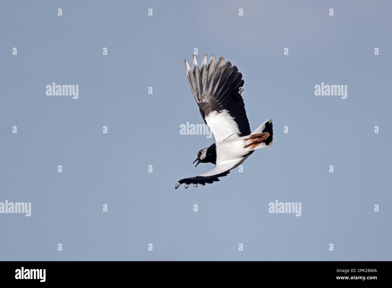Lapwing in flight uk hi-res stock photography and images - Alamy