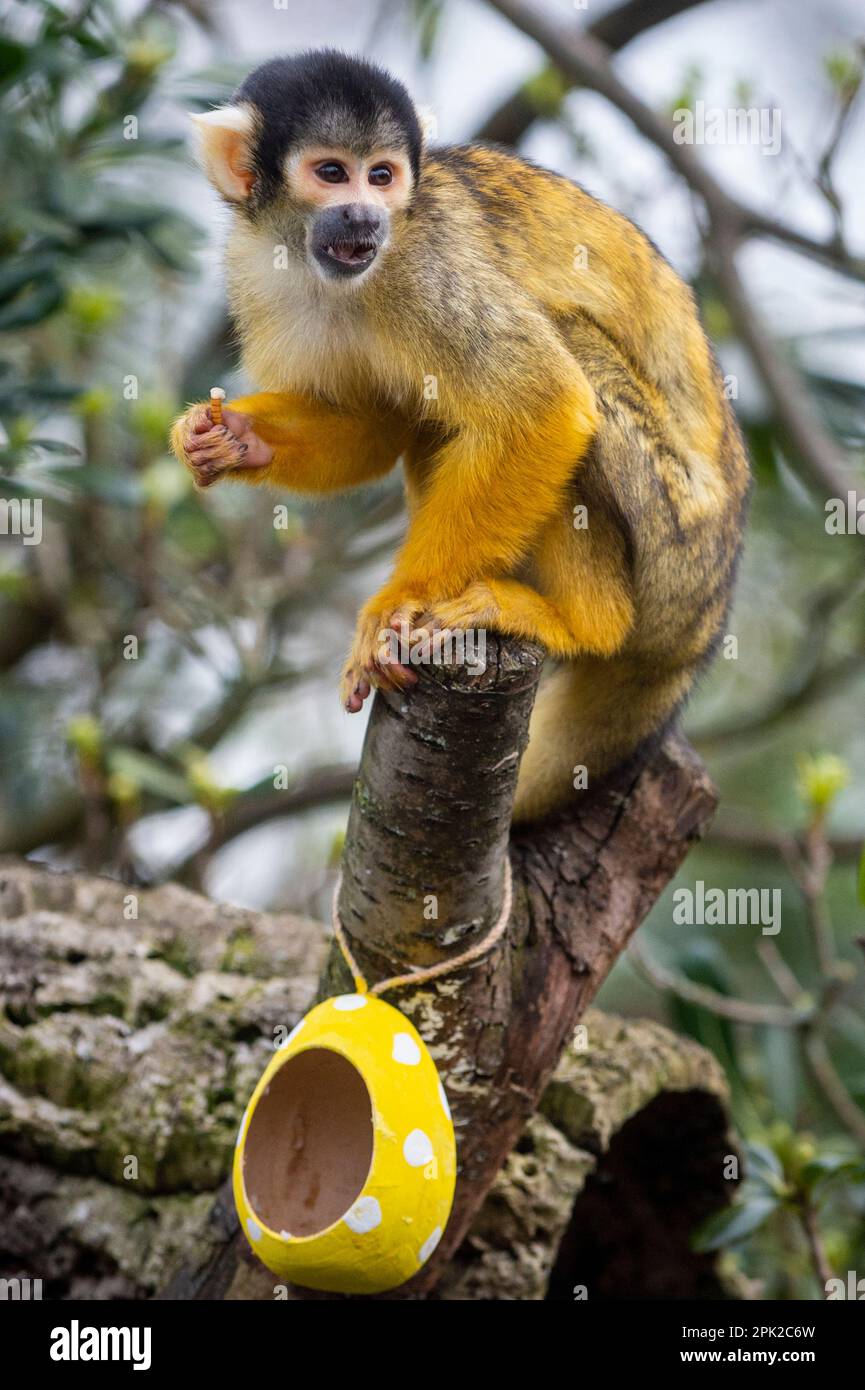 London, UK.  5 April 2023. A Bolivian black-capped squirrel monkey forages amongst colourful eggs hanging in their treetop home, stuffed with their favourite steamed sweet potato, during a photocall at ZSL London Zoo ahead of the conservation zoo’s Zoo-normous Egg Hunt over the Easter Holidays.  Running to 16 April, children are invited to join an egg hunt following educational animal-themed clues and un-scrambling riddles in order to crack the code and find the hidden Golden Egg.  Credit: Stephen Chung / Alamy Live News Stock Photo