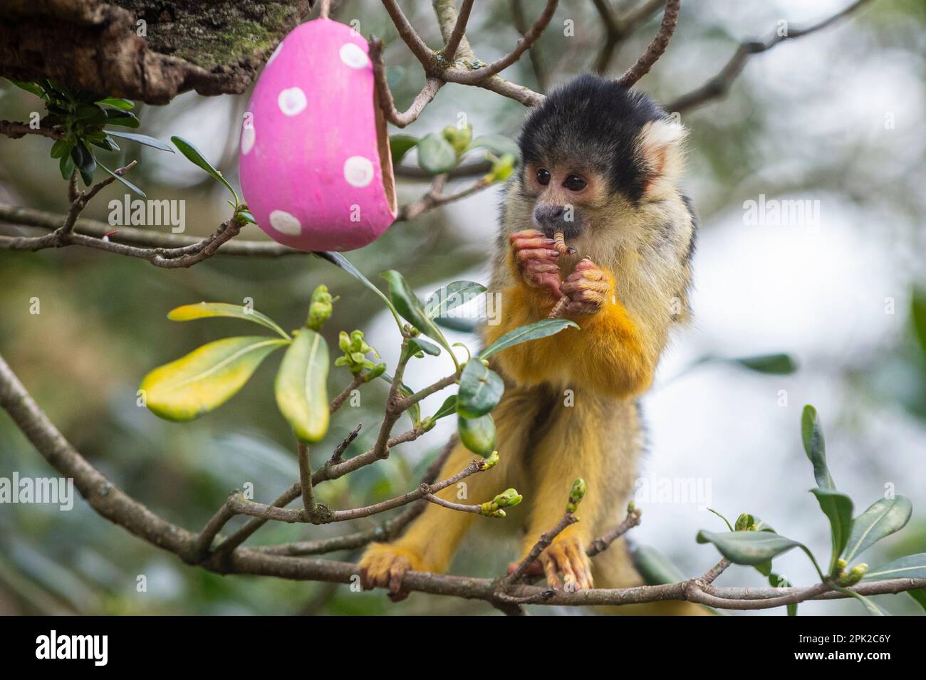 London, UK.  5 April 2023. A Bolivian black-capped squirrel monkey forages amongst colourful eggs hanging in their treetop home, stuffed with their favourite steamed sweet potato, during a photocall at ZSL London Zoo ahead of the conservation zoo’s Zoo-normous Egg Hunt over the Easter Holidays.  Running to 16 April, children are invited to join an egg hunt following educational animal-themed clues and un-scrambling riddles in order to crack the code and find the hidden Golden Egg.  Credit: Stephen Chung / Alamy Live News Stock Photo