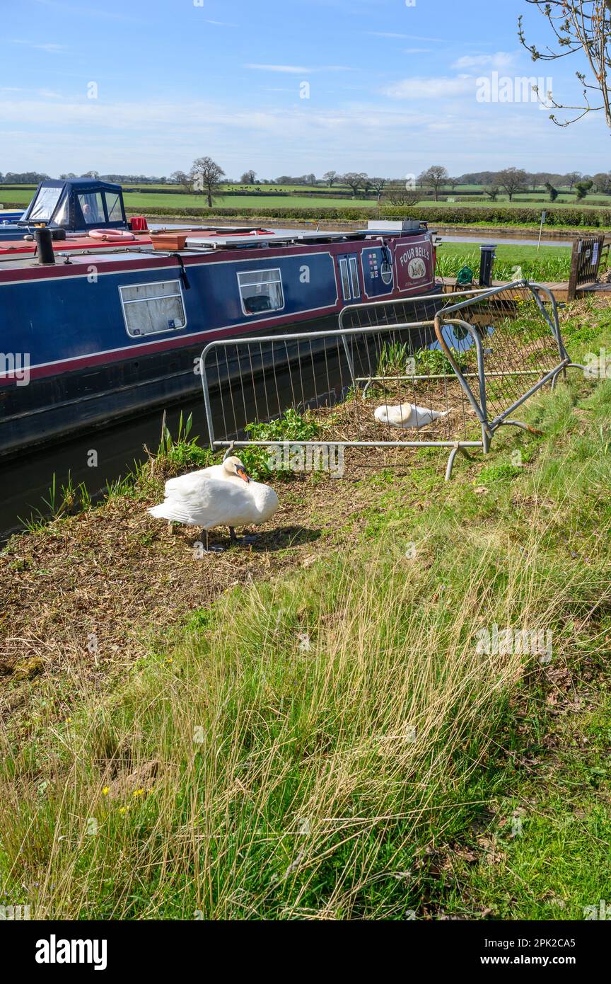 Nestng beside water hi-res stock photography and images - Alamy