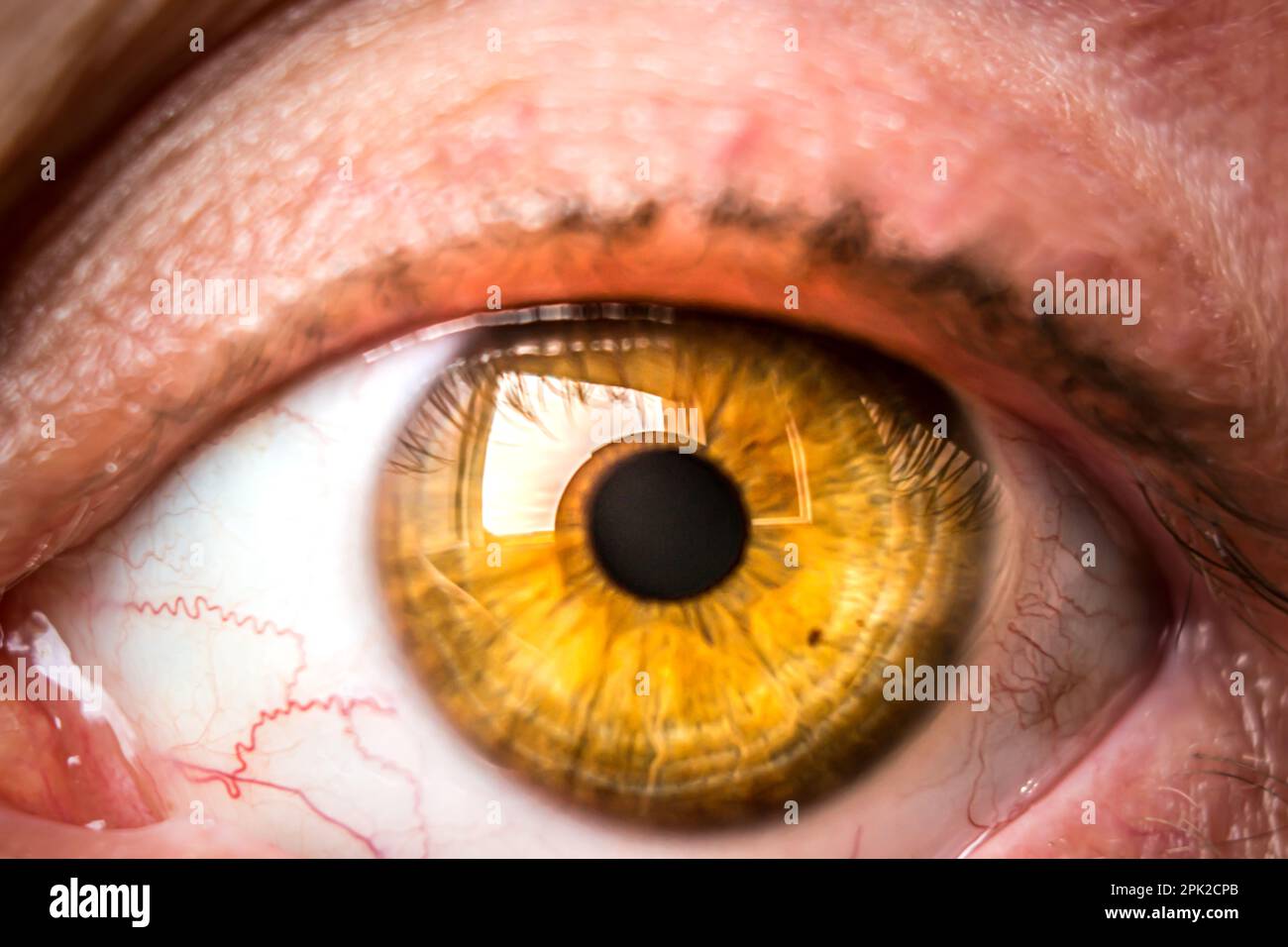 gold iris eye - Google Search  Gold eyes, Eye color, Yellow eyes