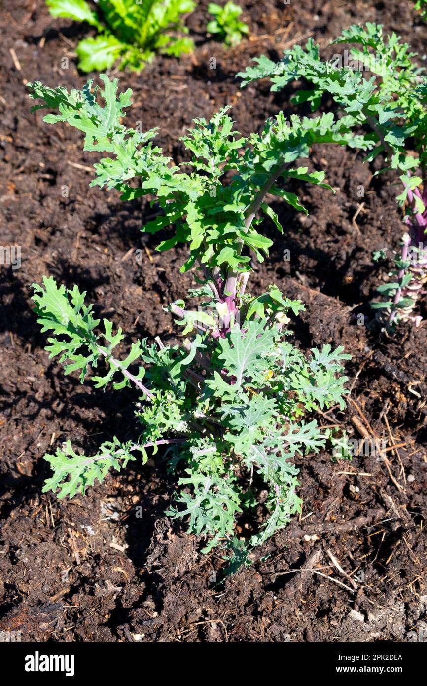 Top view of leafy greenRussian kale with purple stems brassicas growing
