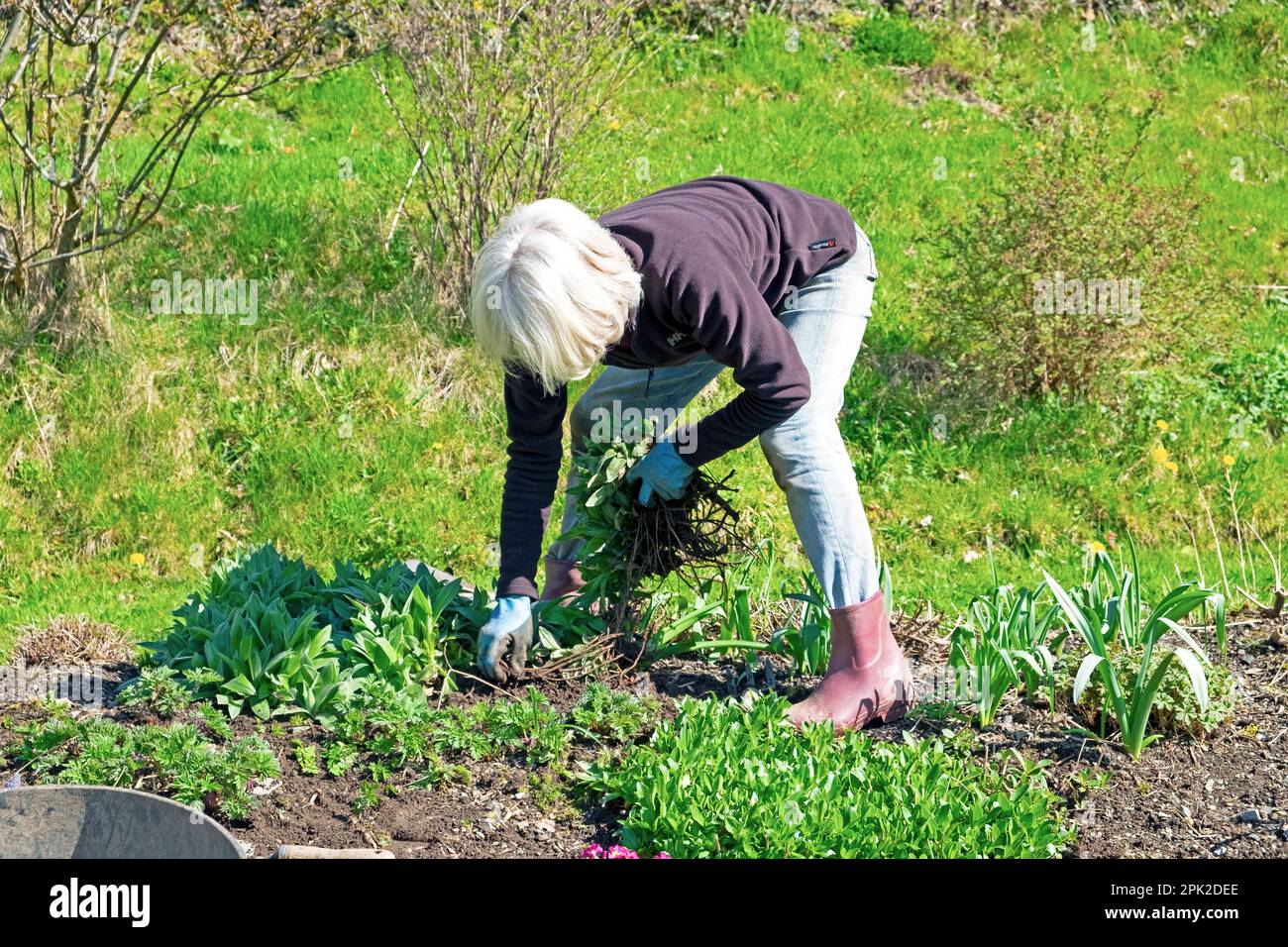 Faceless older woman gardener bending over digging up perennial cornflowers plant to divide in flower bed Carmarthenshire Wales UK    KATHY DEWITT Stock Photo