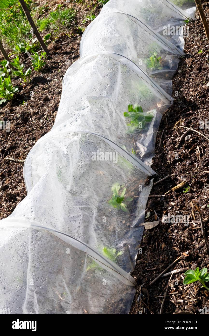 Broad beans growing undercover under plastic tunnel and in garden soil in early April 2023 in Carmarthenshire Wales UK KATHY DEWITT Stock Photo