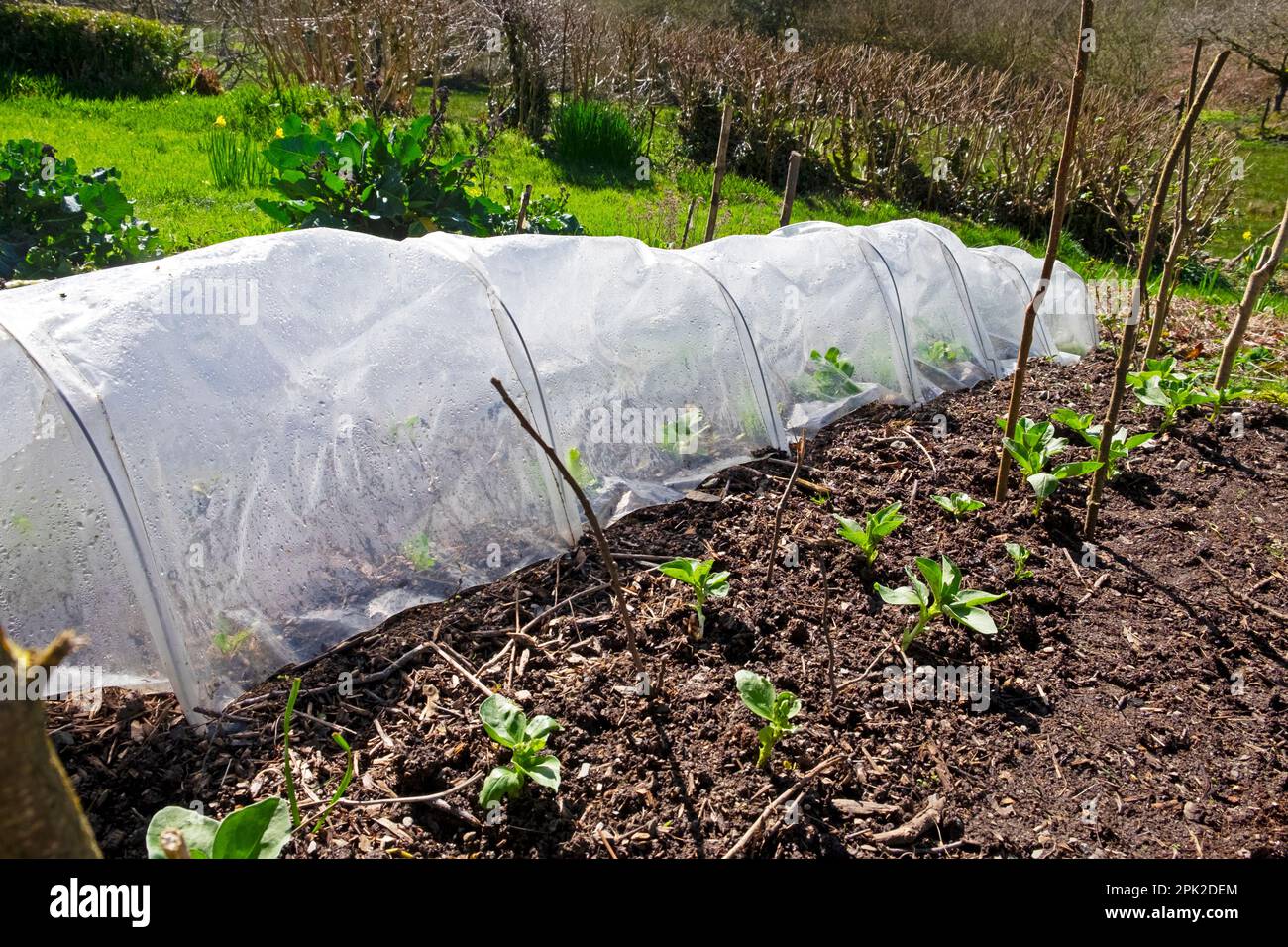 Broad beans growing undercover under plastic tunnel bean cloche and in garden soil in early April 2023 in Carmarthenshire Wales UK KATHY DEWITT Stock Photo