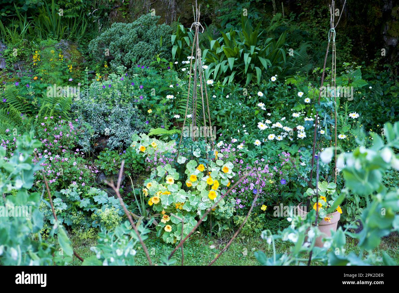 Shrubs perennials, annuals, flowers nasturtiums, daisies, Johnson geraniums in bloom in July rock garden Carmarthenshire Wales UK KATHY DEWITT Stock Photo